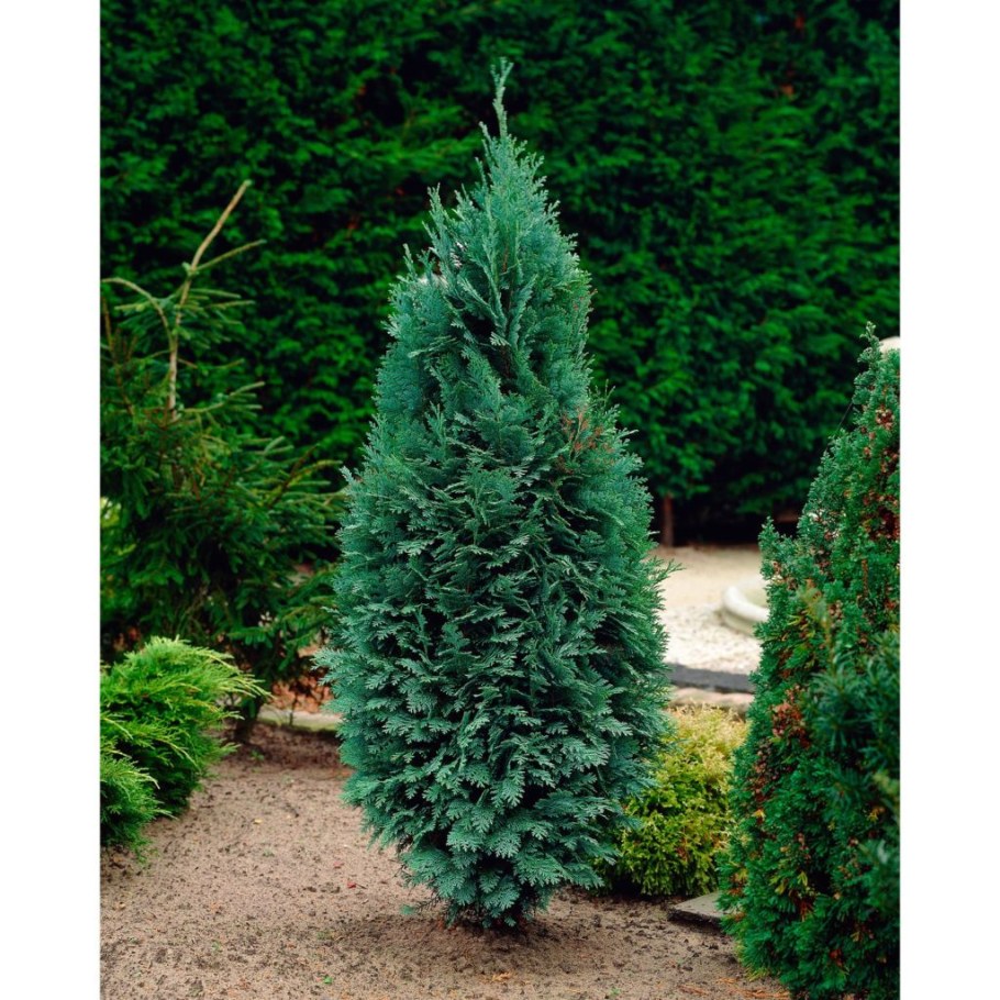 Кипарисовик Колумнарис