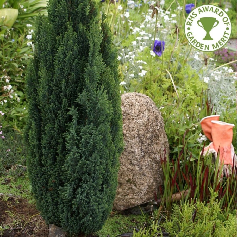 Кипарис Лавсона Элвуди