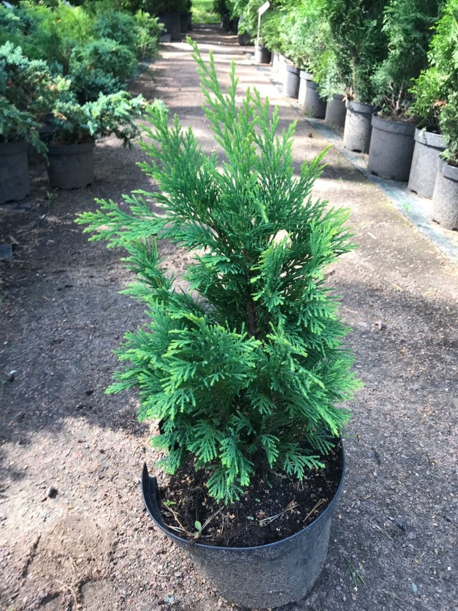 Кипарисовик Лавсона Сноу Вайт