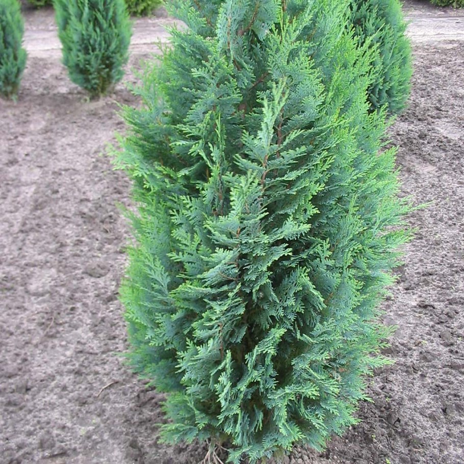 Туя Колумнарис