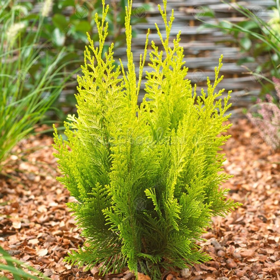 Ипарисовик Лавсона «Ивонне»