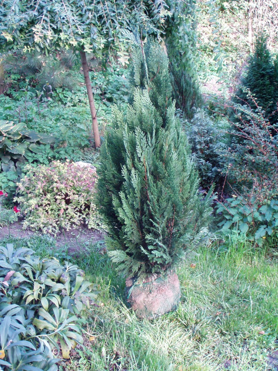 Кипарисовик Лавсона Элвуди стрижка