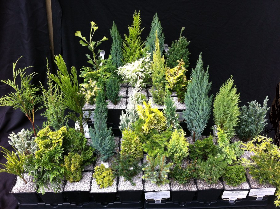 Кипарисовик Элвуди Пилар