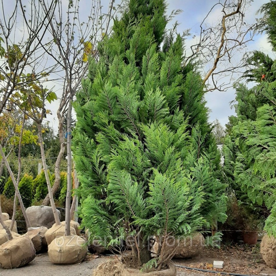 Кипарисовик Ivonne