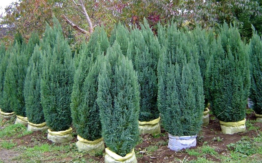 Кипарисовик Лавсона Эллвудс Уайт