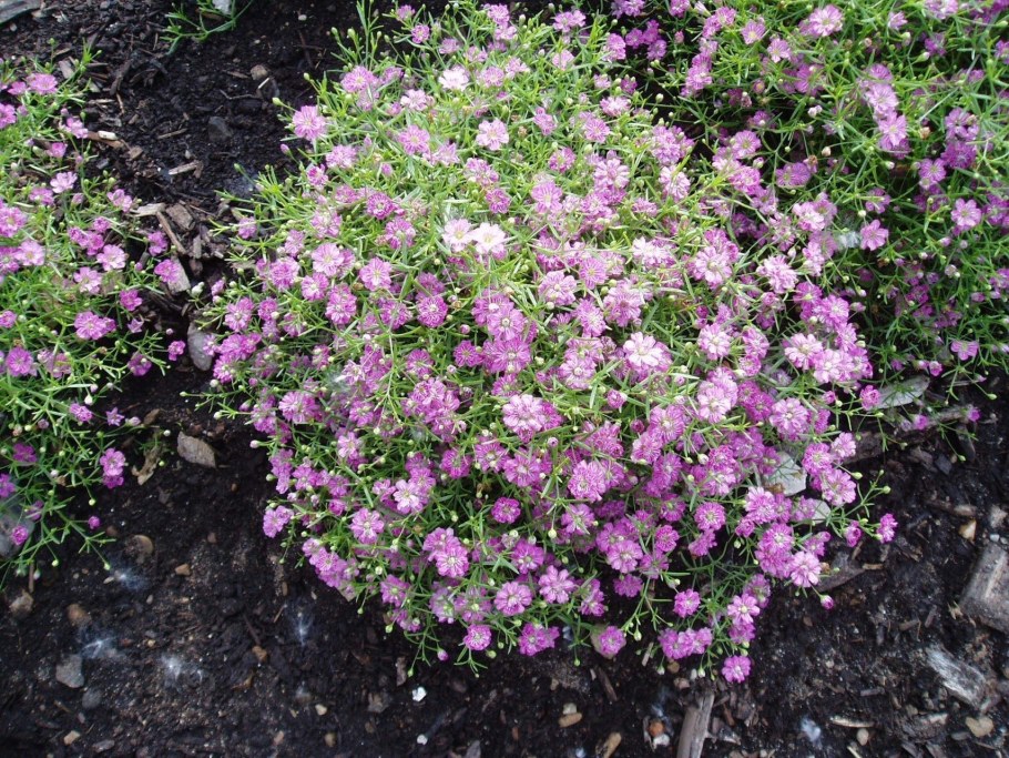 Гипсофила ползучая розовая