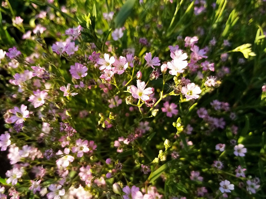 Гипсофила ползучая румяна