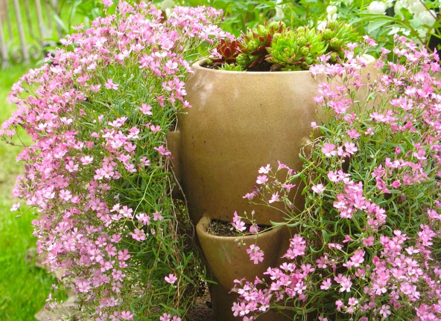 Гипсофила ползучая розовая многолетняя