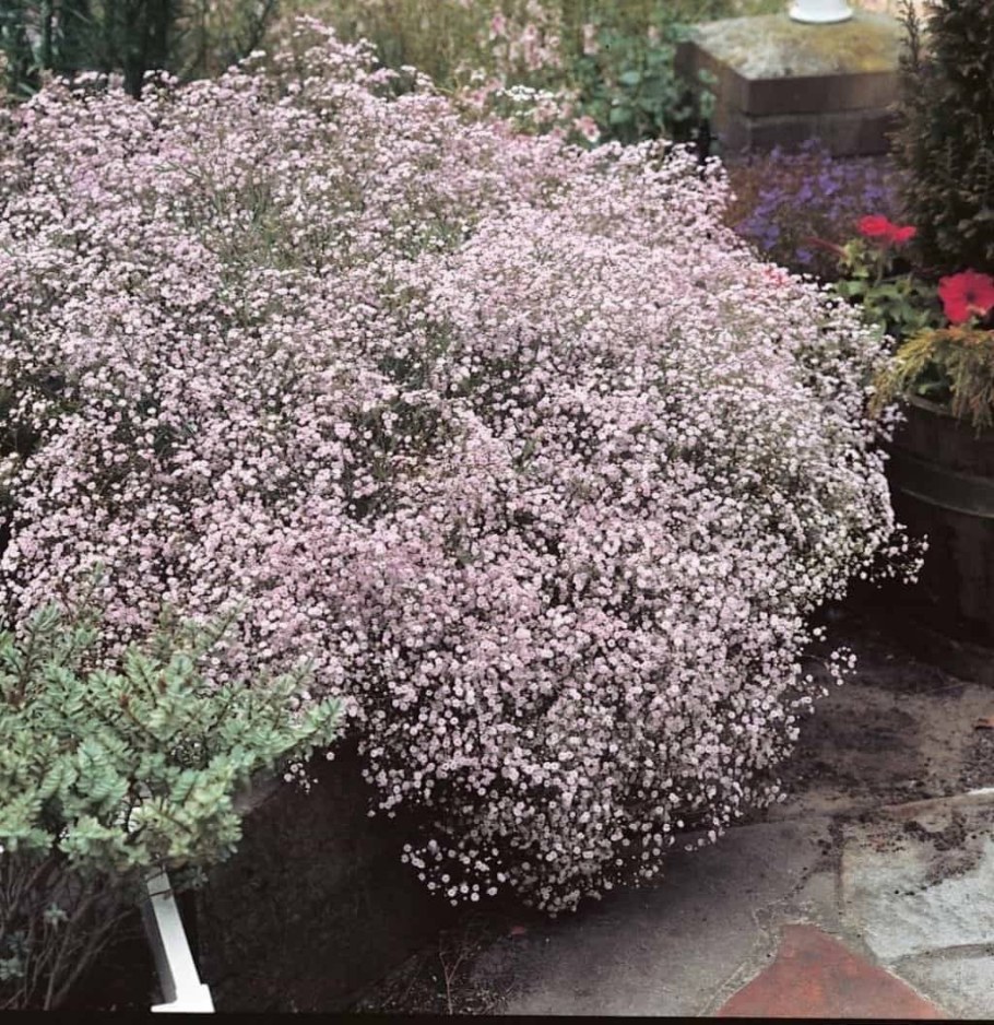 Гипсофила метельчатая 'Rosenschleier'