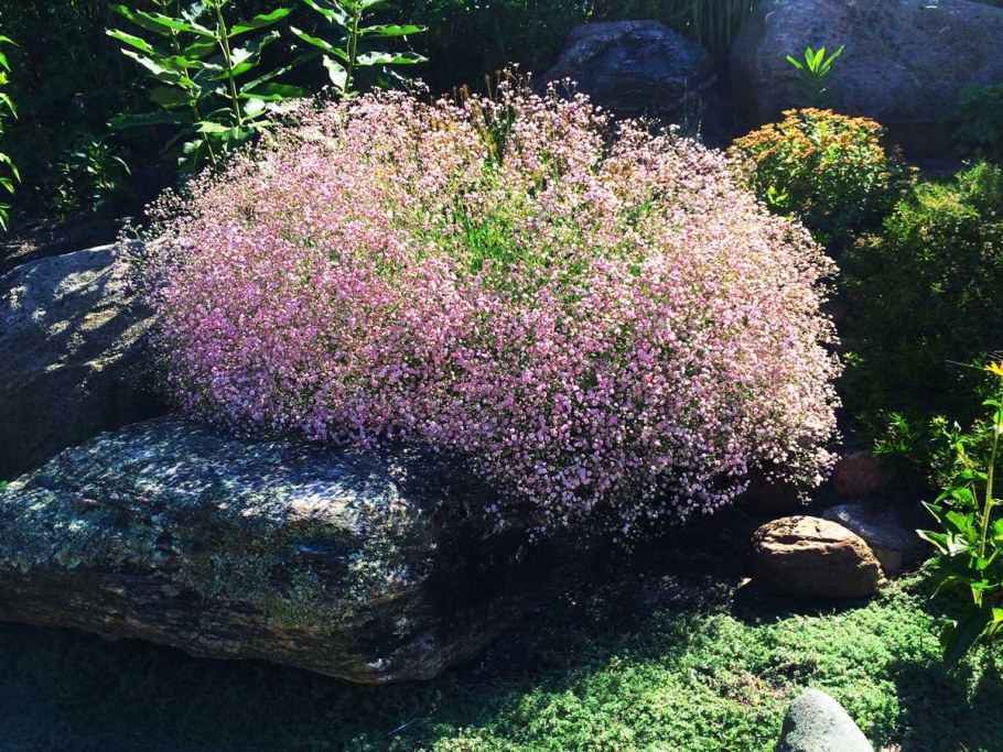 Гипсофила метельчатая Розеншлейер