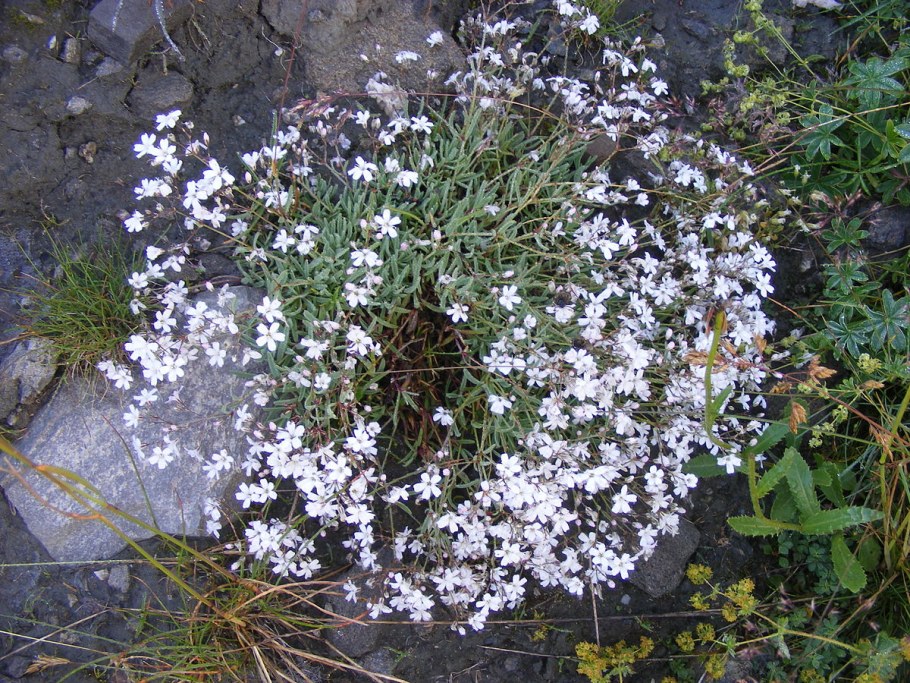 Гипсофила Gypsophila repens