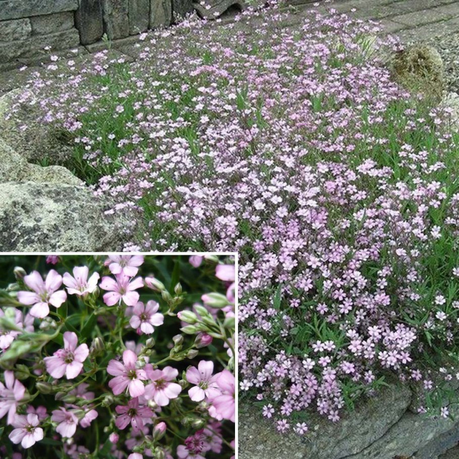 Гипсофила метельчатая Альба