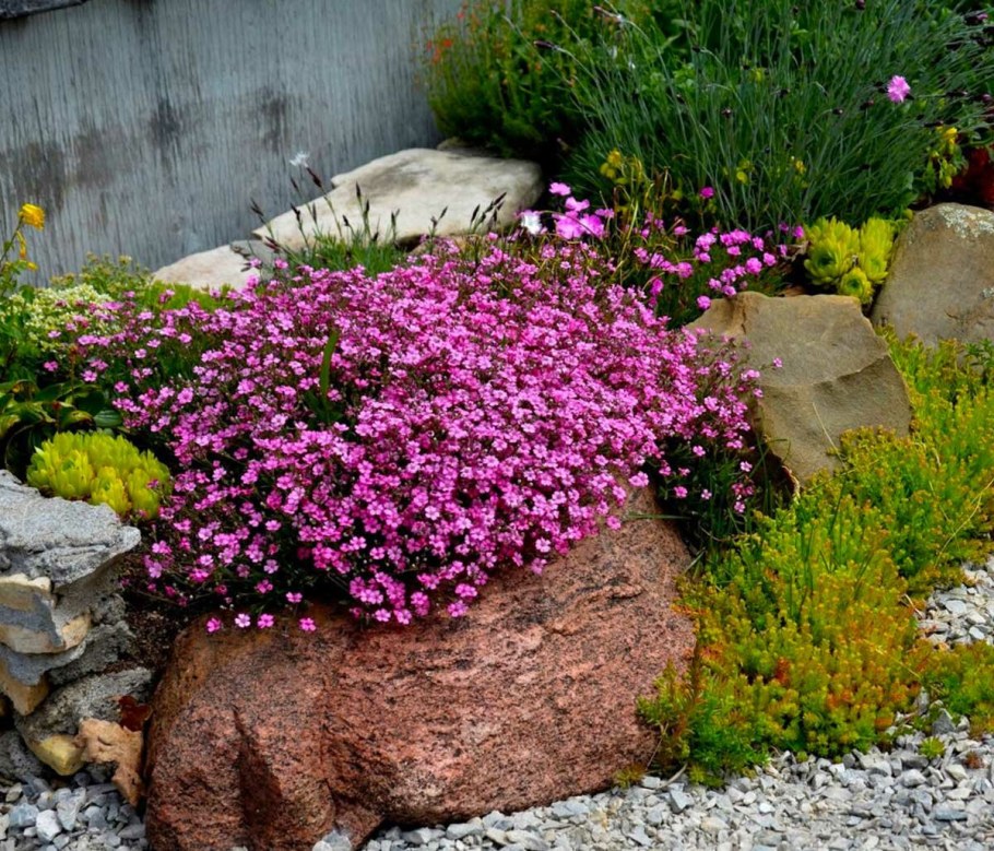 Гипсофила ползучая Роуз