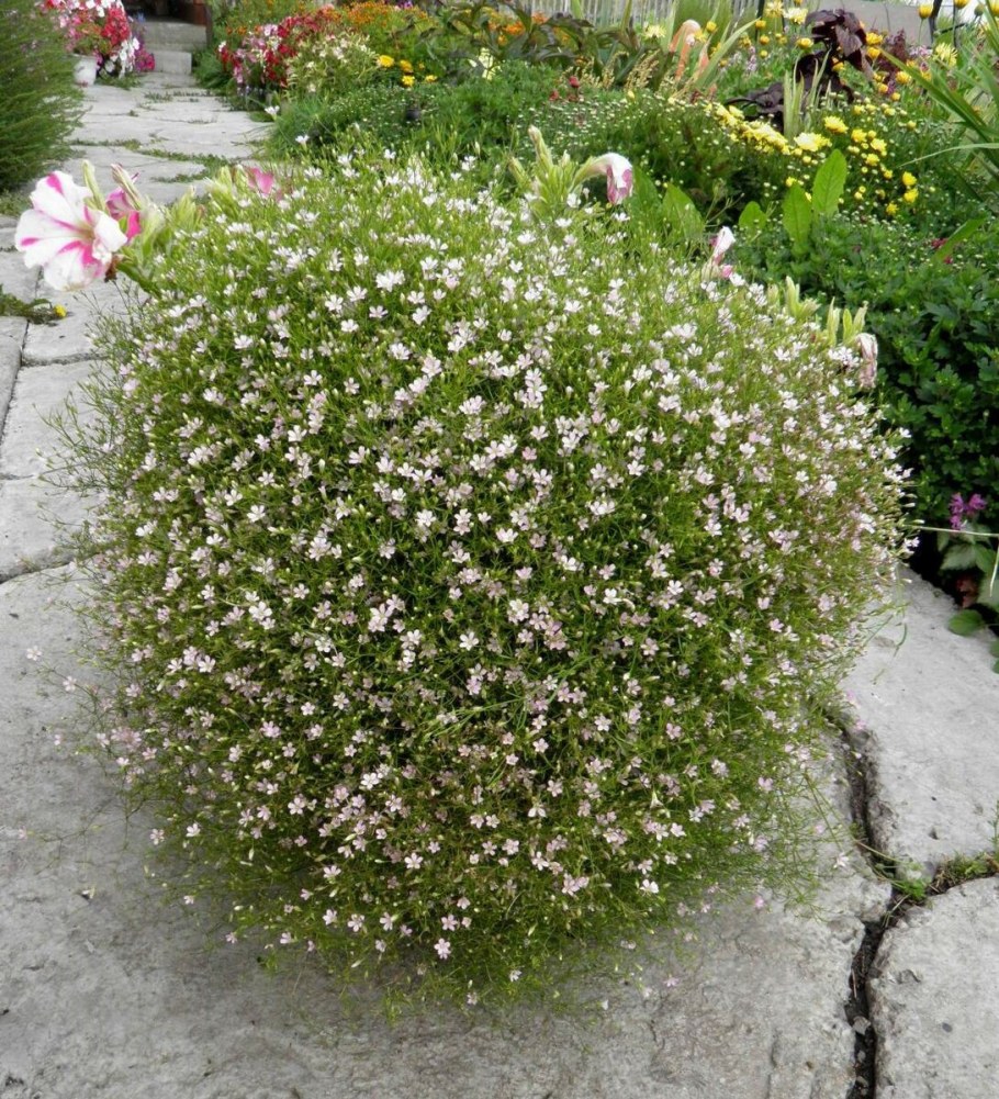 Гипсофила метельчатая снежные хлопья