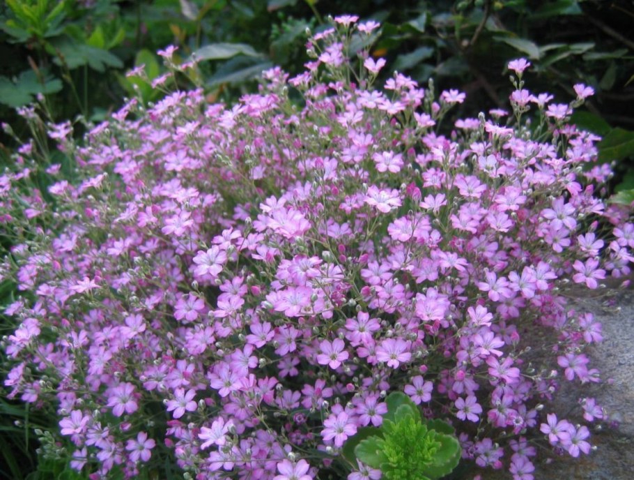 Гипсофила ползучая розовая многолетняя