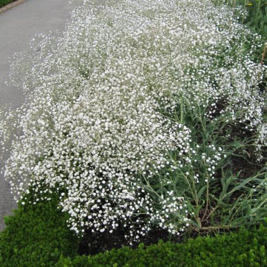 Гипсофила метельчатая паникулата