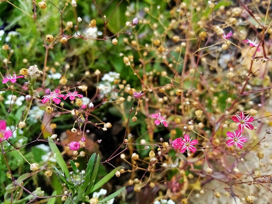 Клюква обыкновенная цветет