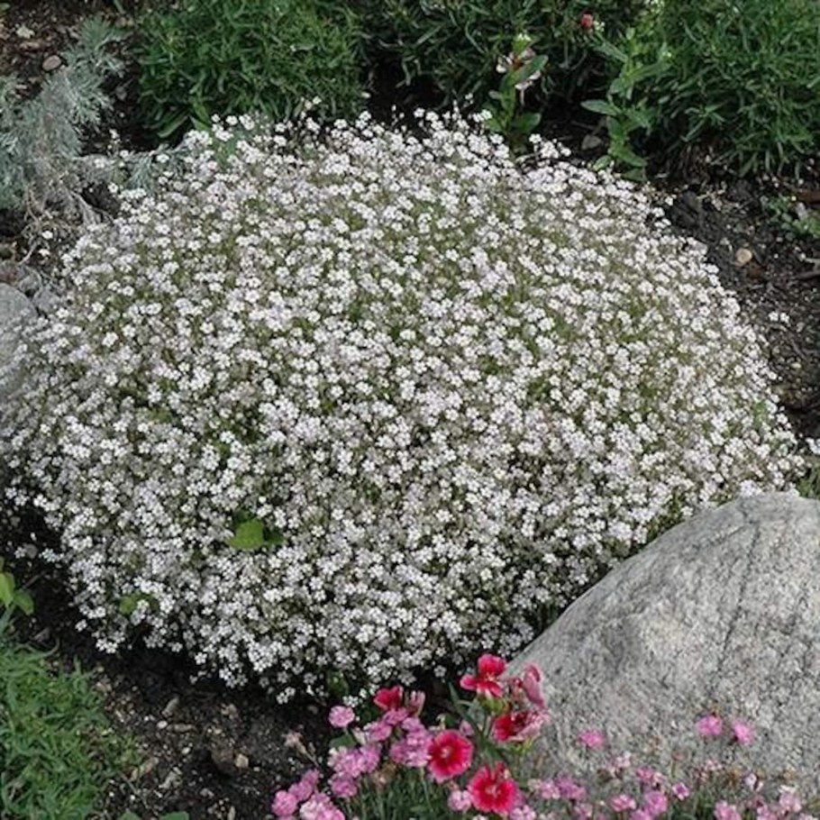 Гипсофила ползучая белая