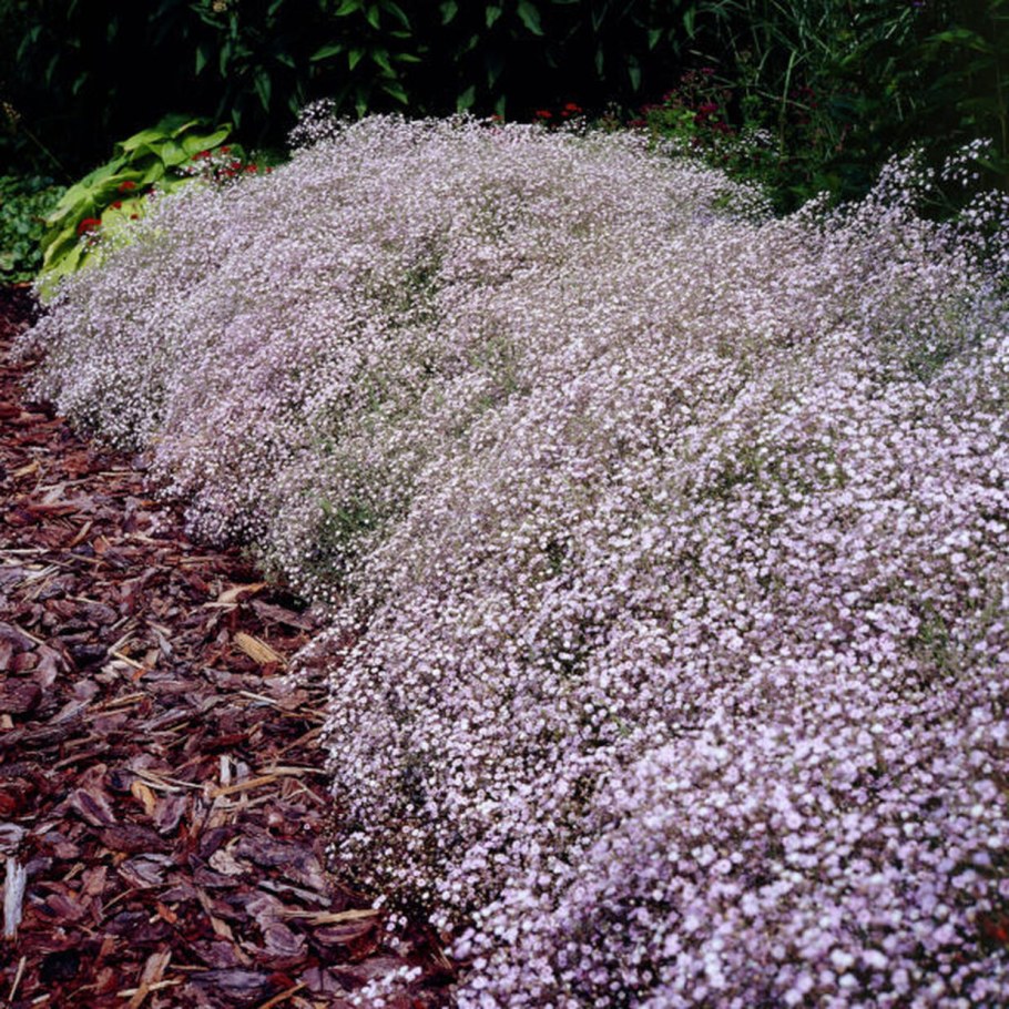 Г ипсофила метельчатая (Gypsophila paniculate)
