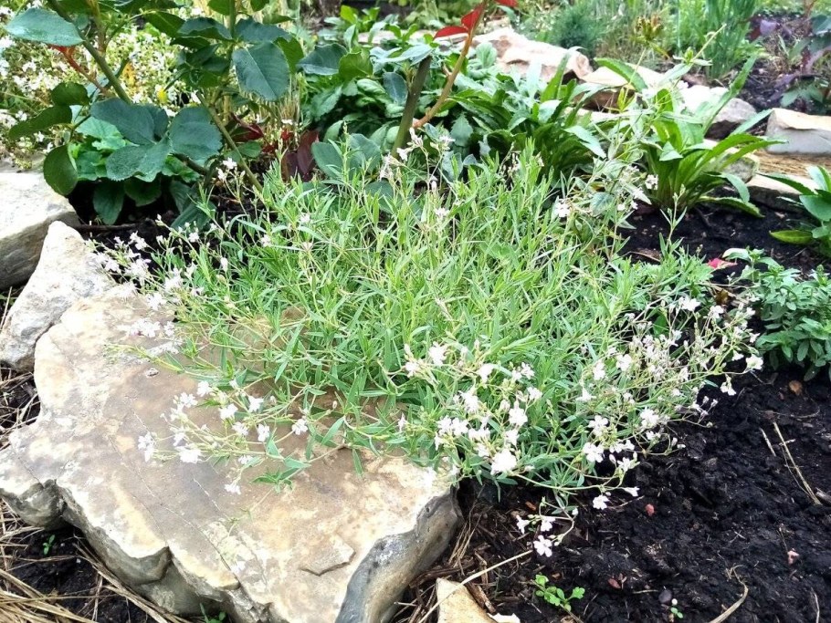 Гипсофила Полевая ползучая