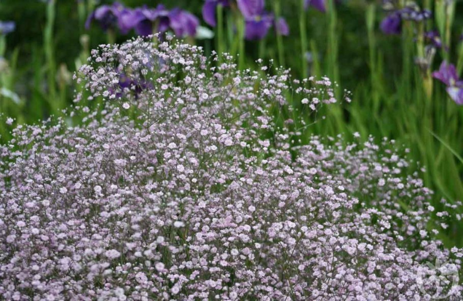 Гипсофила метельчатая (Качим)