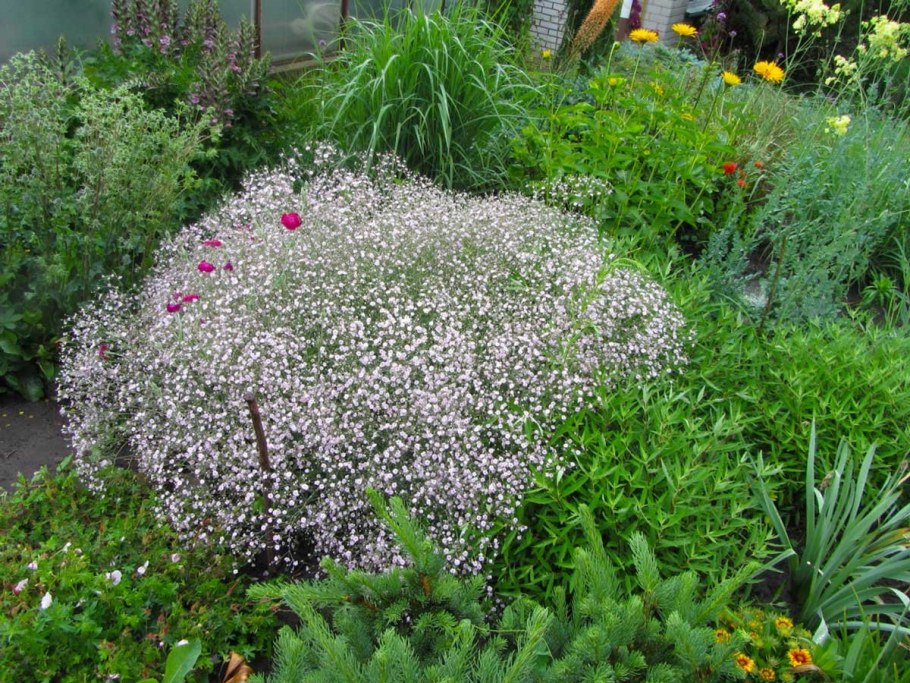 Гипсофила метельчатая 'Rosenschleier'