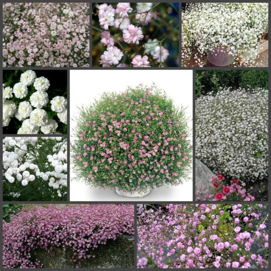 Гипсофила Джипси Пинк