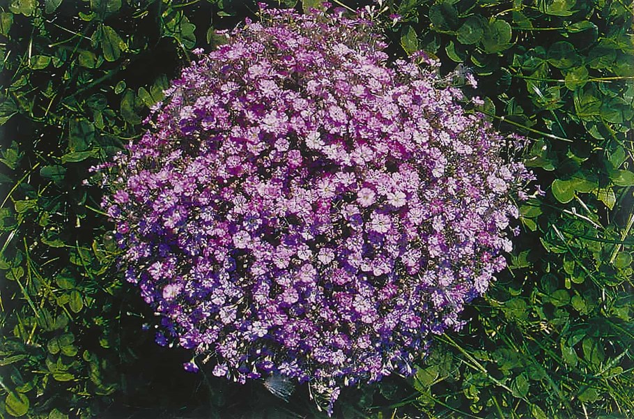 Гипсофила ползучая Роуз