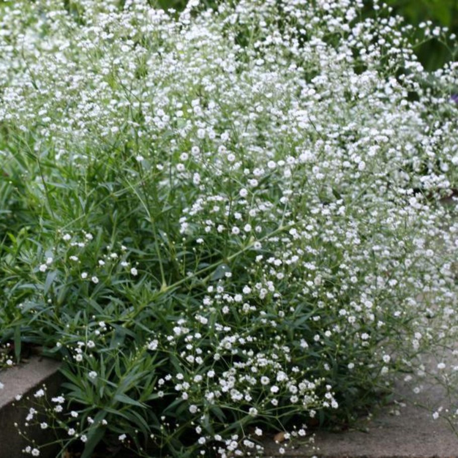 Гипсофила метельчатая (Gypsophila paniculata)