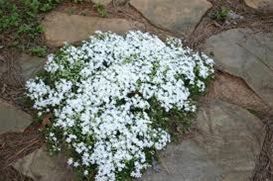 Гипсофила (Качим) ползучая