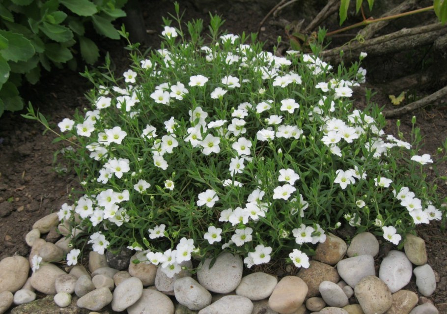 Гипсофила ползучая белая многолетняя