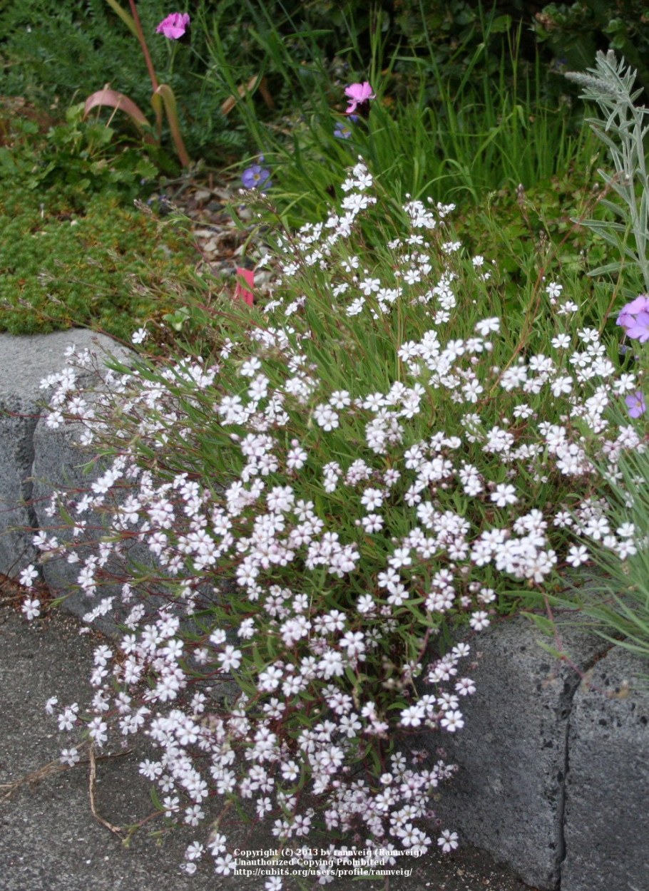 Гипсофила ползучая белая