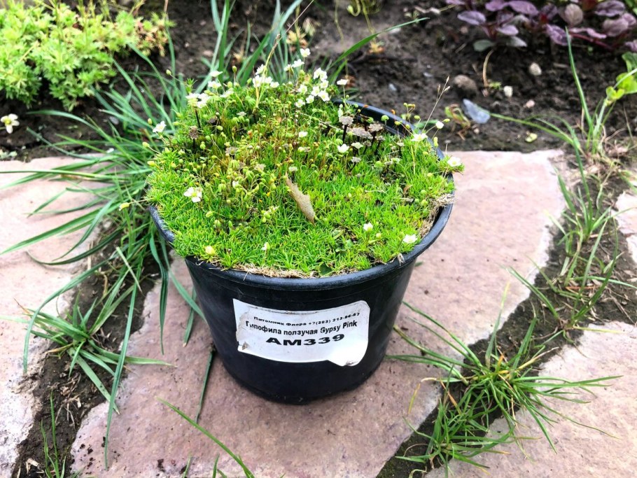 Гипсофила ползучая