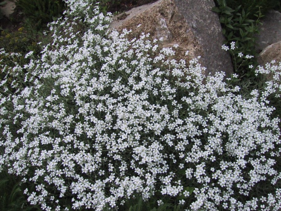 Ясколка войлочная (Cerastium tomentosum)