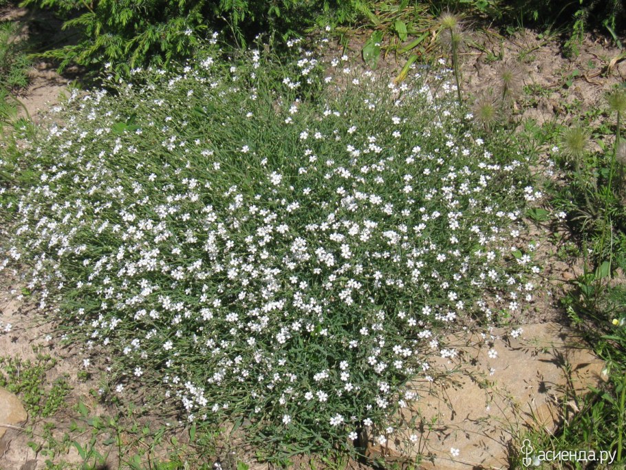 Гипсофила ползучая белая