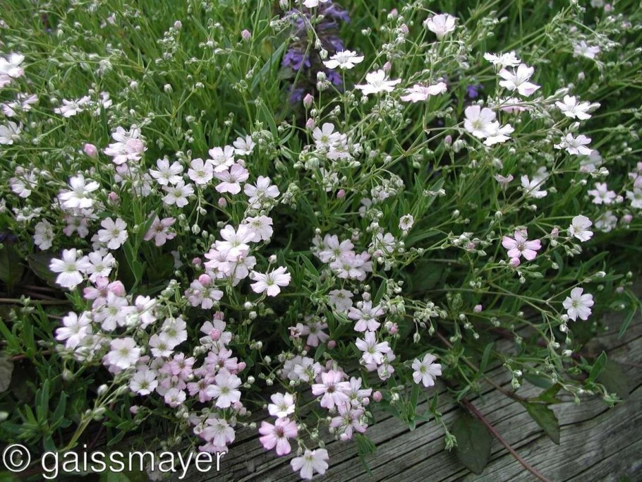 Гипсофила ползучая белая