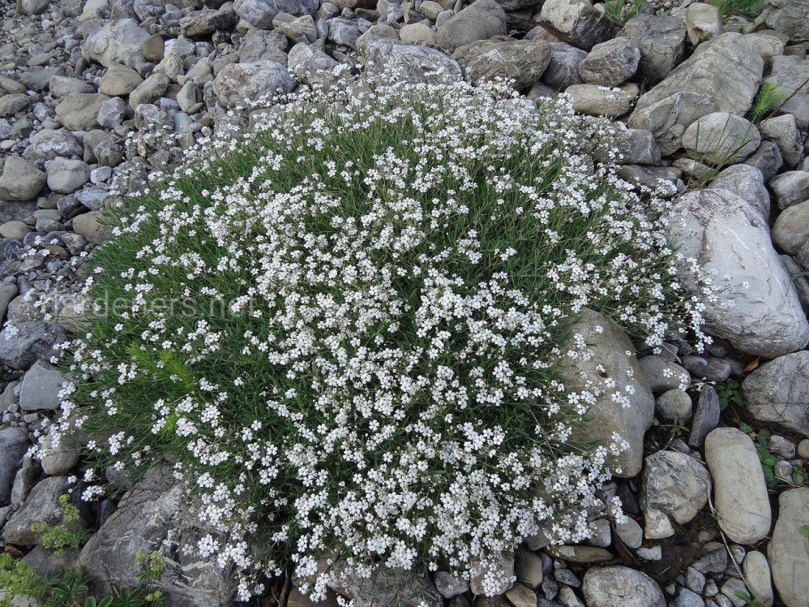 Гипсофила repens