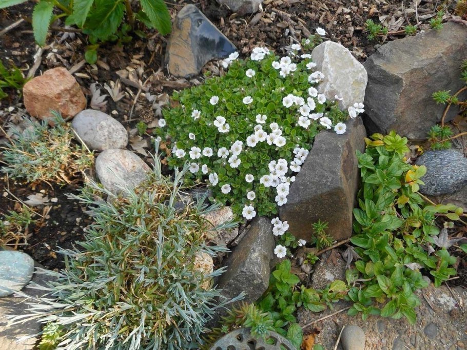 Гипсофила Ясколковидная Пикси Сплеш