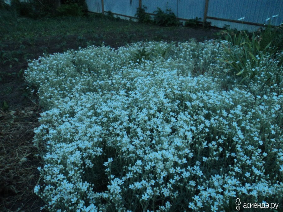Гипсофила многолетняя ползучая