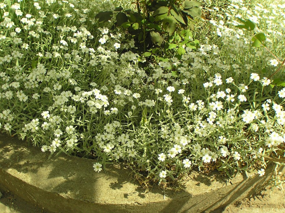 Гипсофила Ясколка