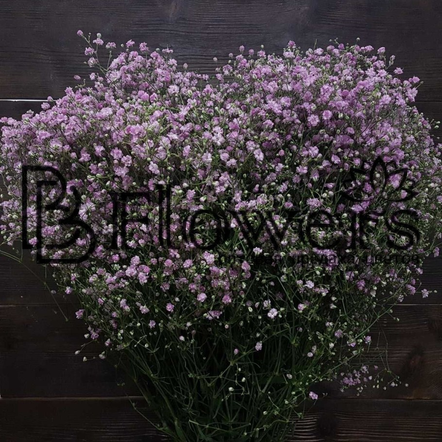 Гипсофила метельчатая Фламинго