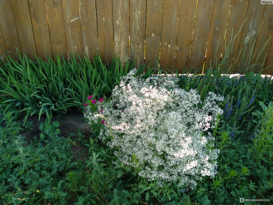 Гипсофила Элеганс