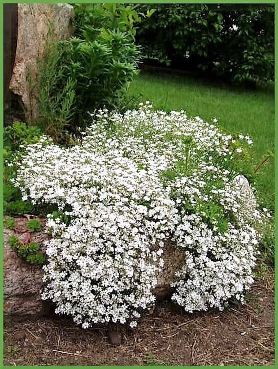 Gypsophila elegans