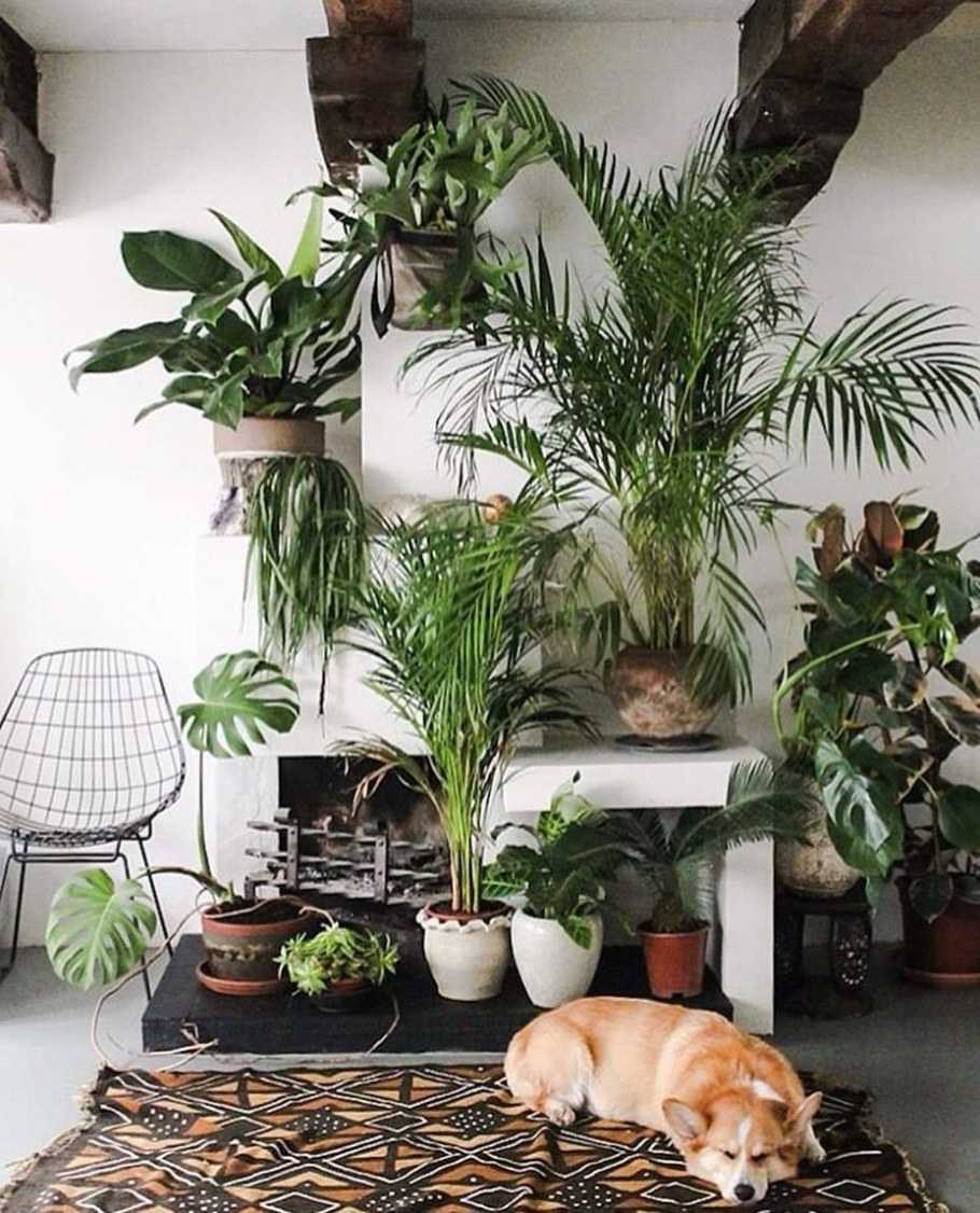 Комната с растениями