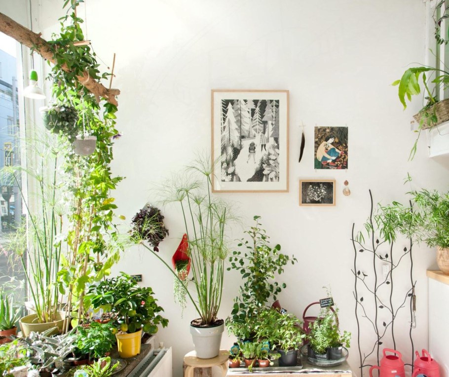 Растения в интерьере квартиры
