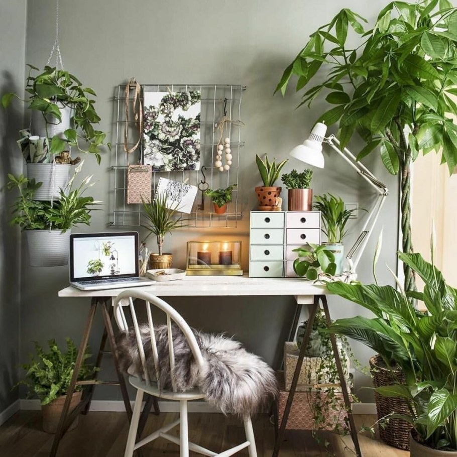 Комнатные растения в интерьере кухни