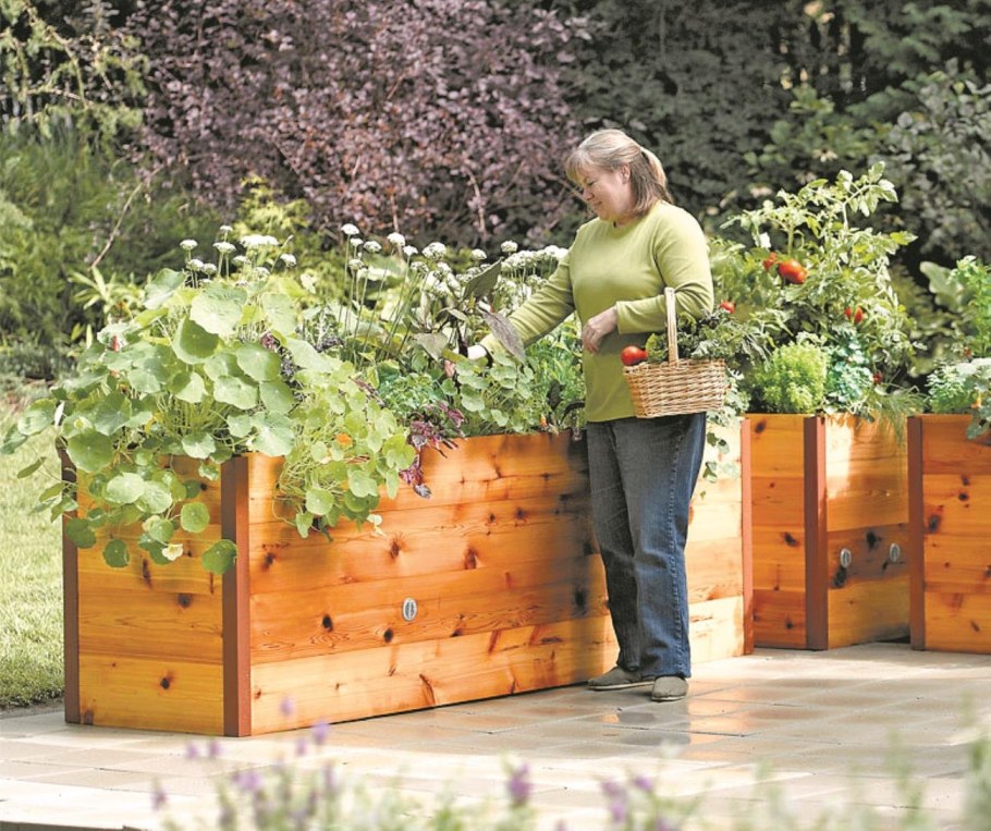 Высокие грядки для зелени