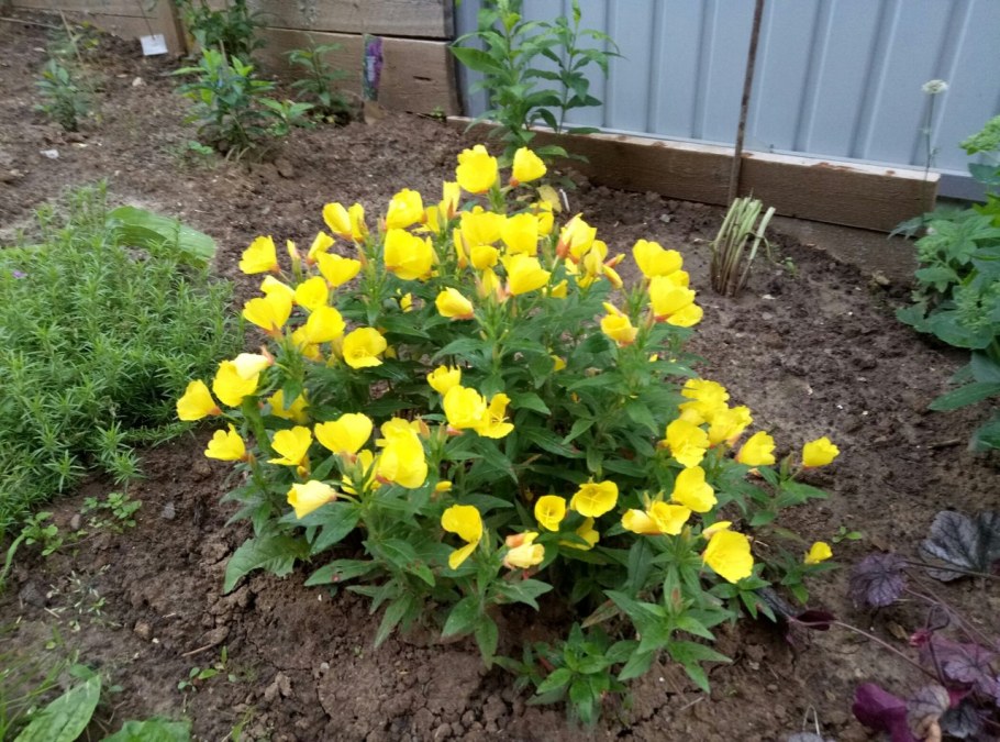 Энотера миссурийская