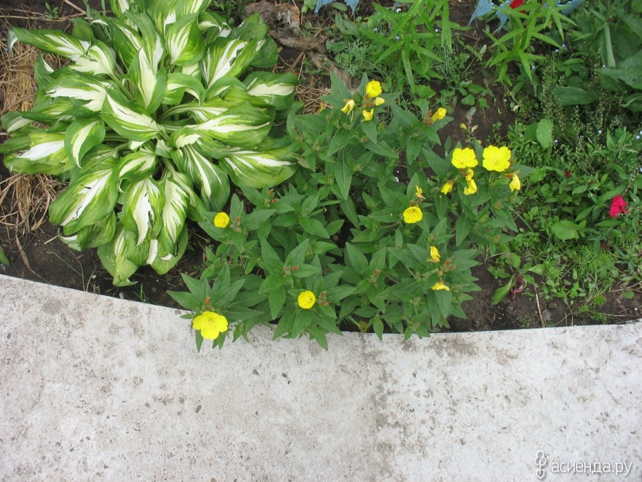 Энотера на клумбе