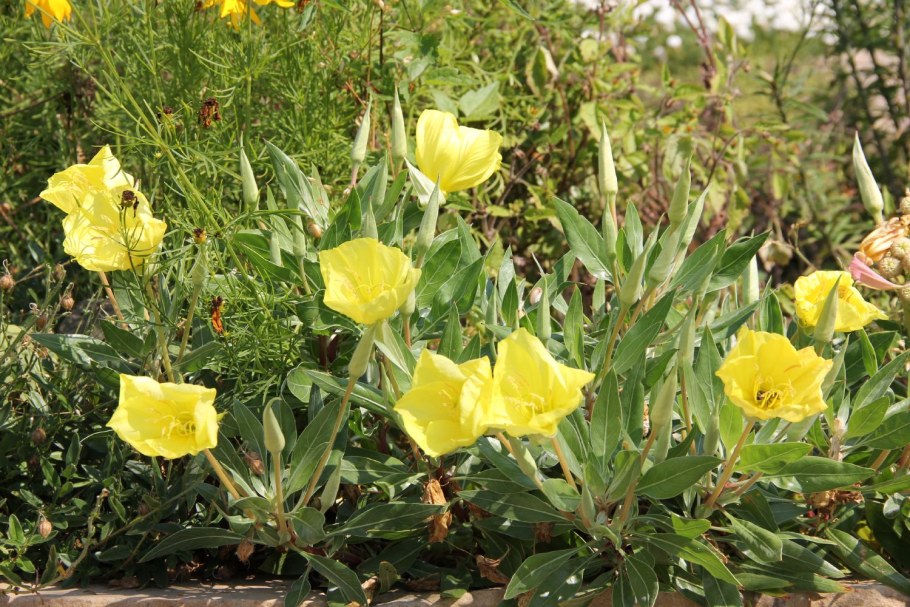 Энотера бесстебельная